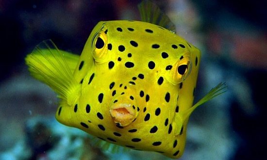pescainmare